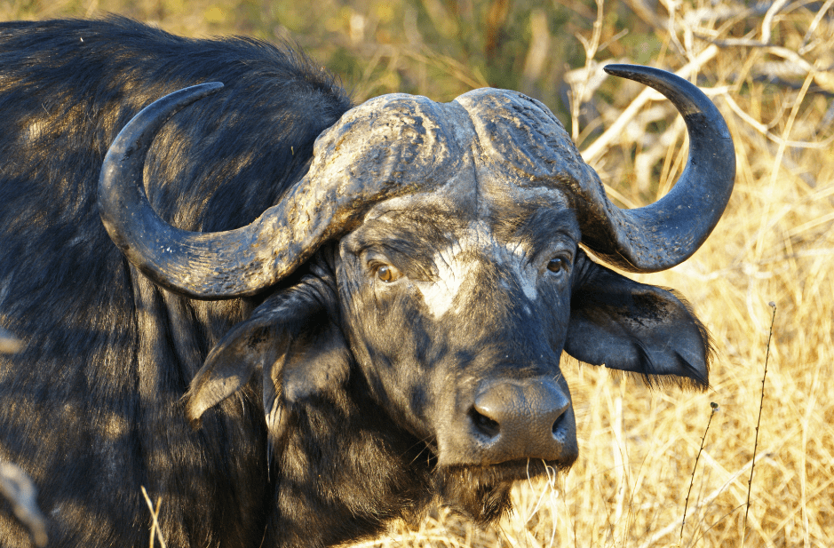The African Buffalo