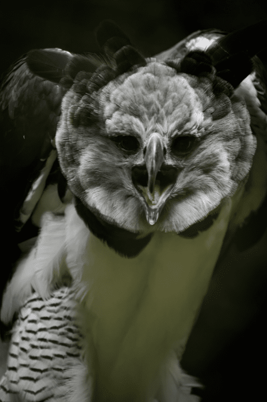 The Harpy Eagle - Animal Corner
