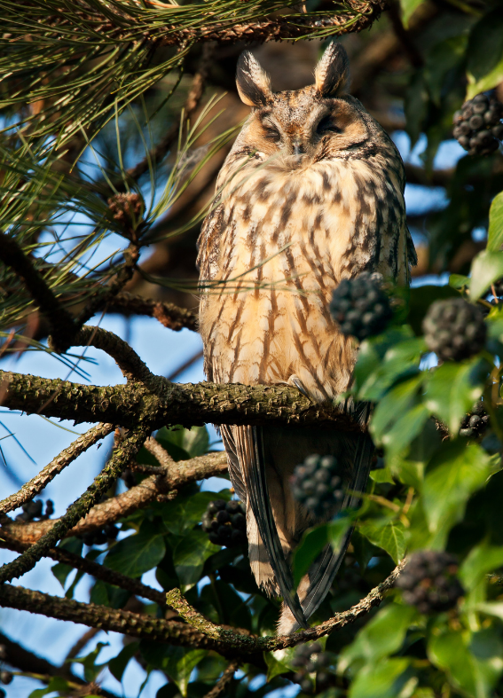 The Long Eared Owl