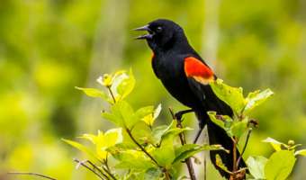 The Red Winged Blackbird