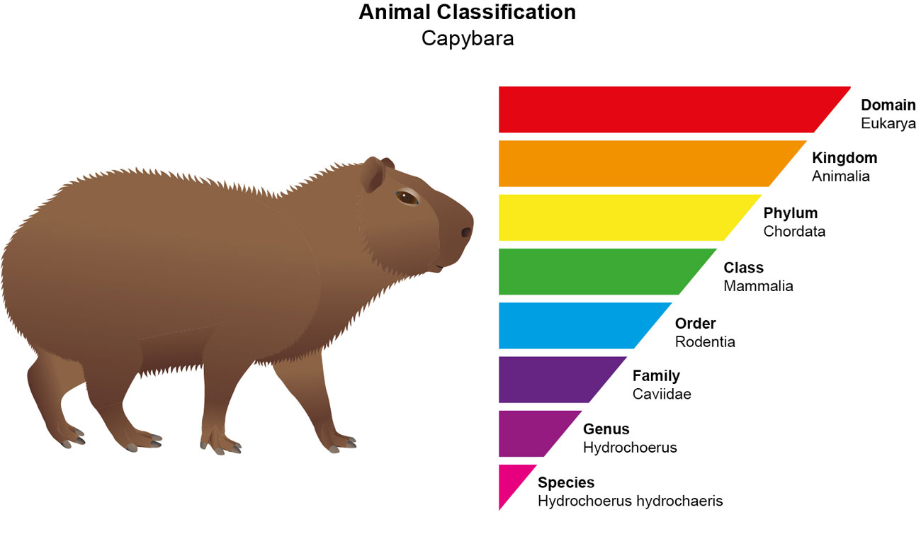 Scientific Classification of Animals - Animal Corner
