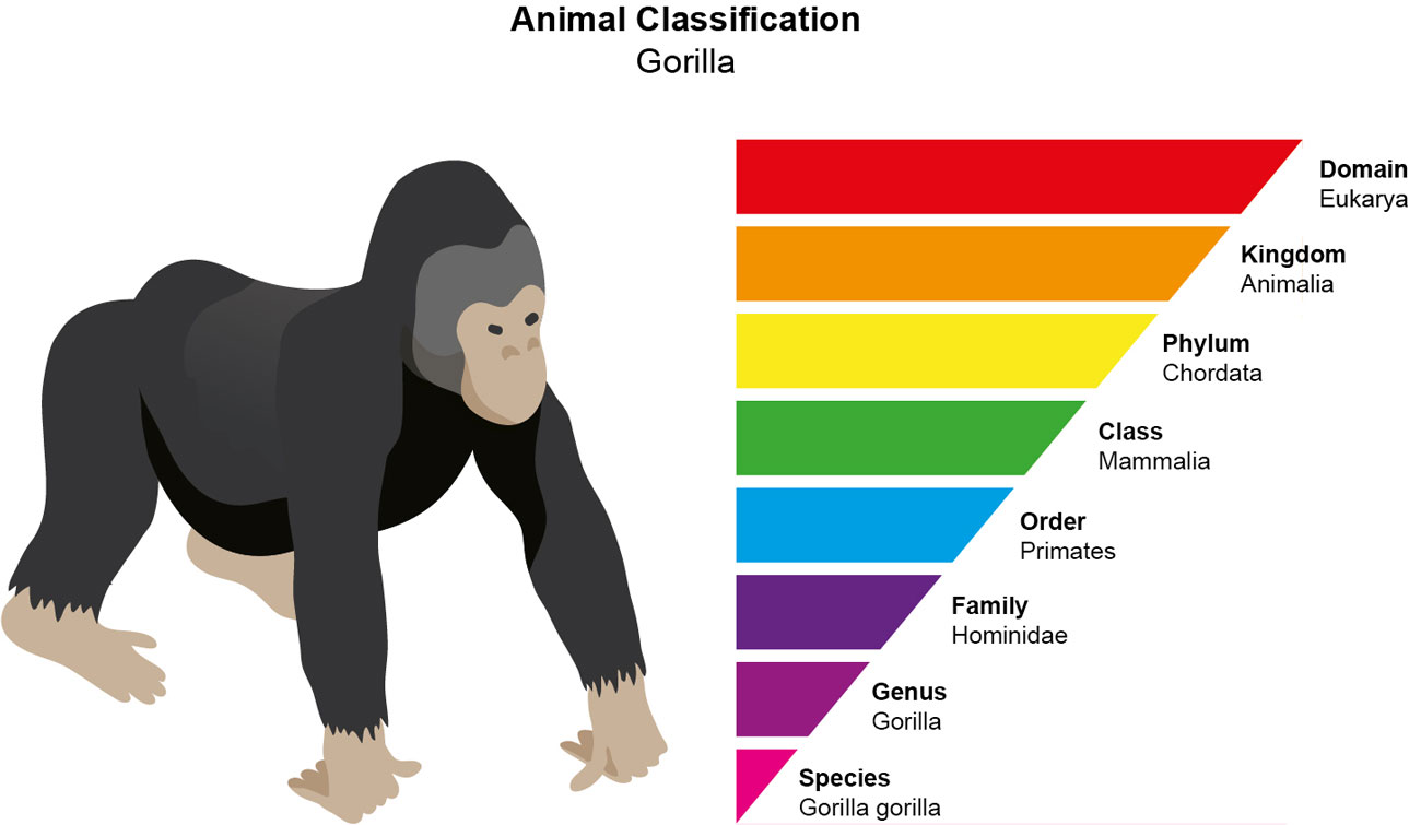 Scientific Classification of Animals - Animal Corner