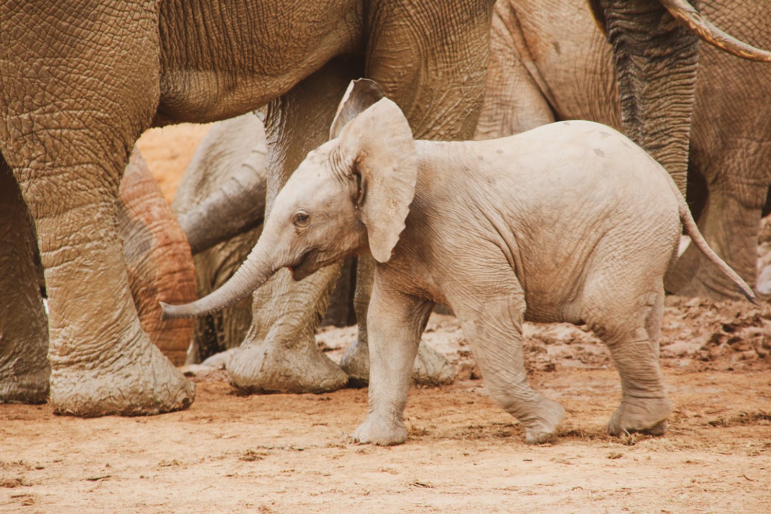 10 Amazing Facts About Baby Elephants - Animal Corner