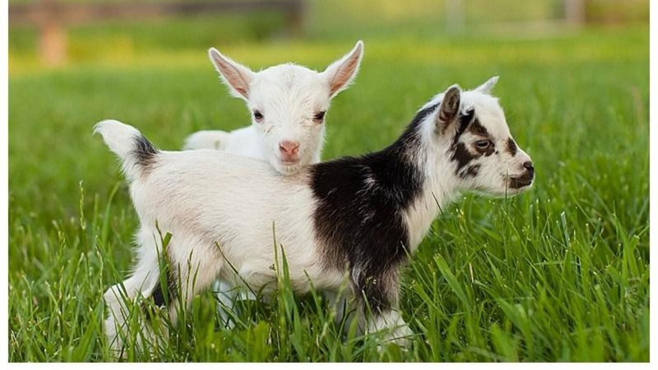 How Many Stomachs Does a Goat Have? - Animal Corner