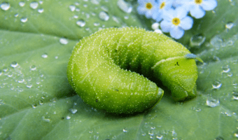 green caterpillars