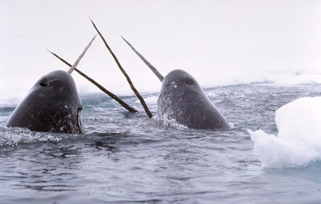 narwhal-Weird-Animal-Names