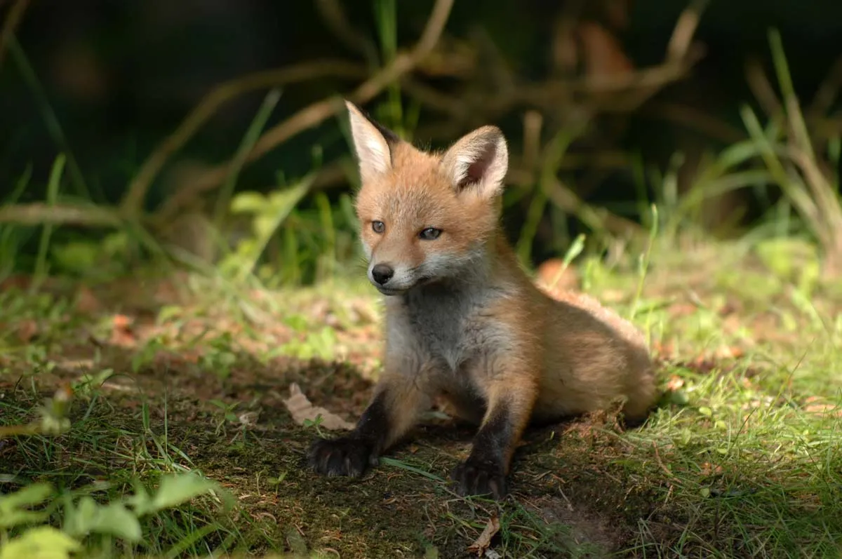 What is a Baby Fox Called? Baby Fox Facts and Pictures