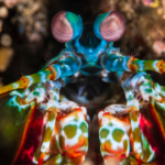 the Mantis Shrimp