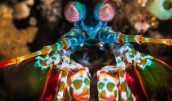 the Mantis Shrimp