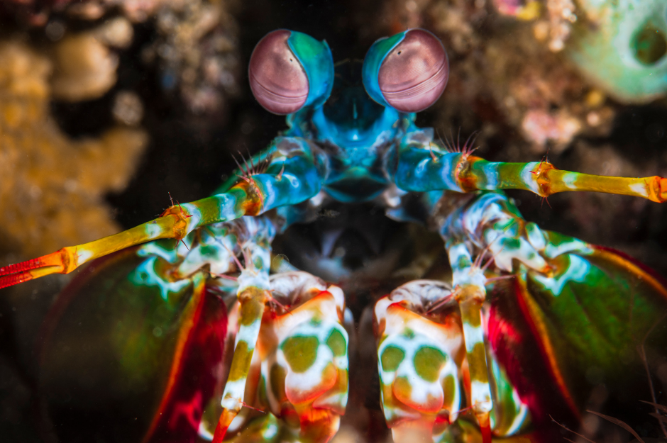 peacock mantis shrimp anatomy