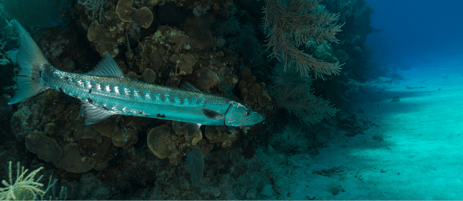 A Great Barracuda