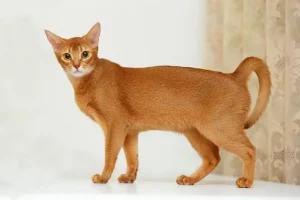 abyssinian cat orange