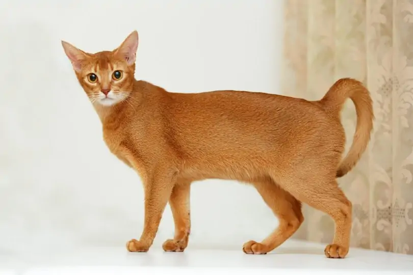 abyssinian-cat-orange