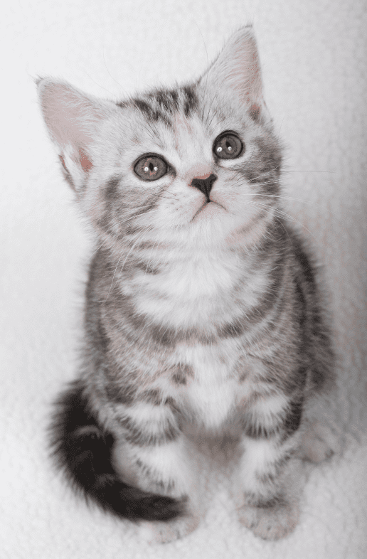 american-shorthair-kitten
