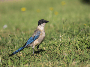 azure-winged-magpie