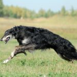 Borzoi running outdoors in a field