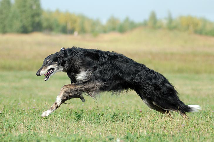 Borzoi running outdoors in a field
