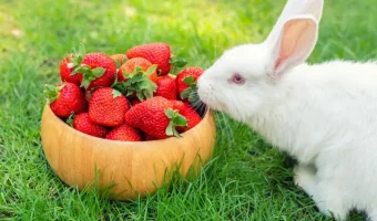 can-rabbits-eat-strawberries