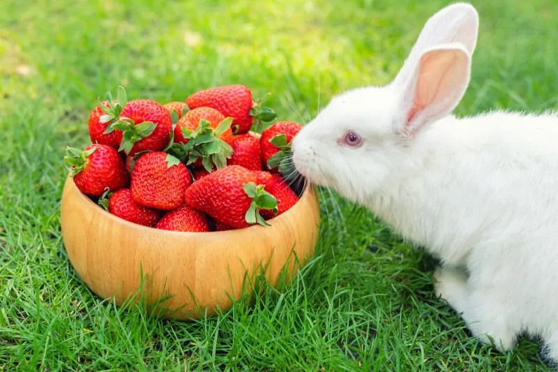 Can Rabbits Eat Strawberries? 17 Foods Rabbits can Eat