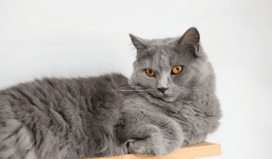 chartreux-cat
