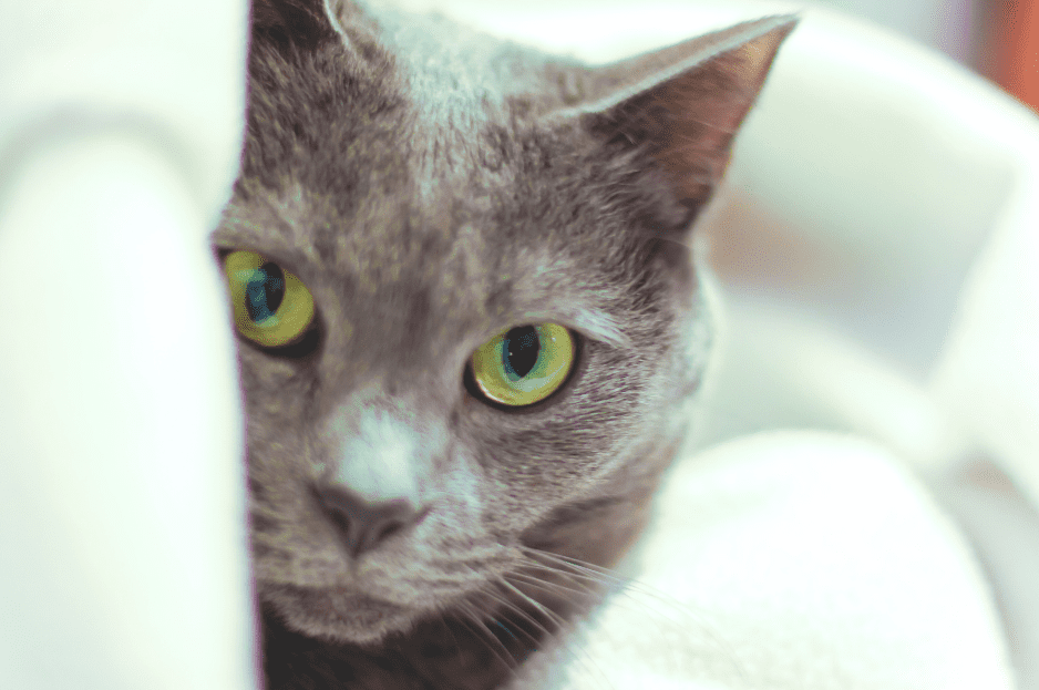 chartreux-cat-breed
