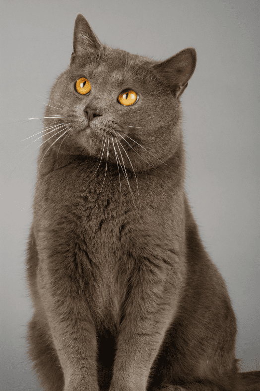 chartreux-cats