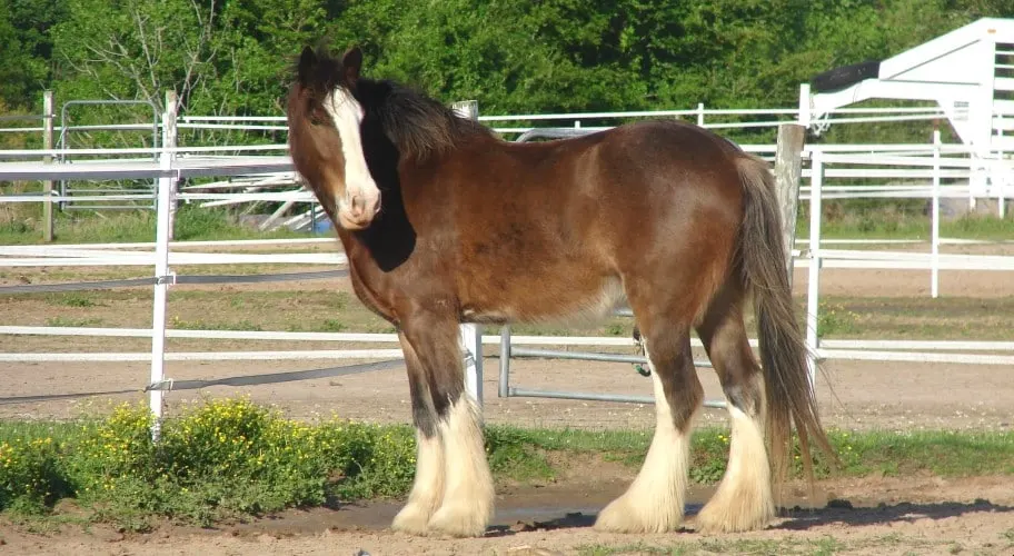 clydesdale-horse
