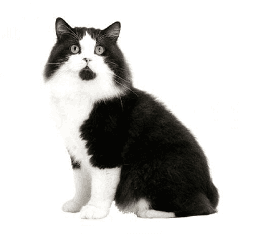 cymric-cat-breed