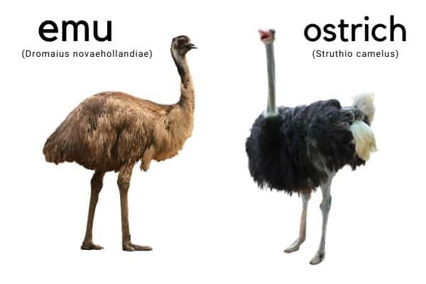 Ostrich vs Emu - Animal Corner