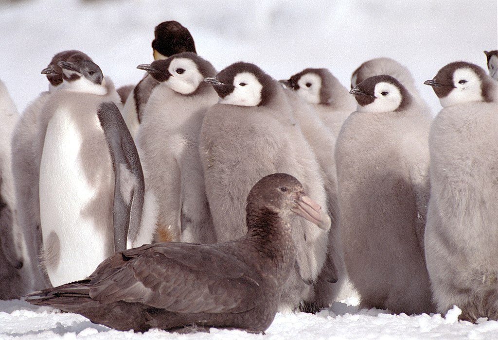 giant_petrel_and_emperor_penguin_chicks-7172961