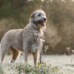 Irish Wolfhound standing proud in a misty field