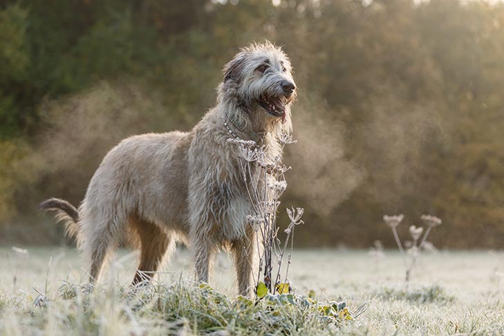 Irish Wolfhound standing proud in a misty field
