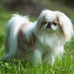 Japanese Chin standing outdoors in grass