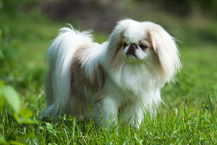 Japanese Chin standing outdoors in grass