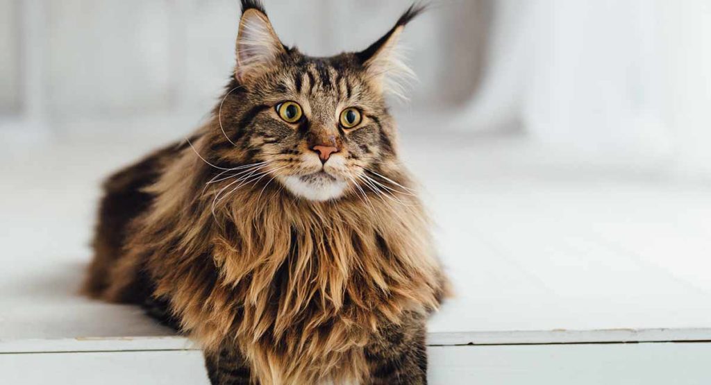 maine-coon-cats-hc-long