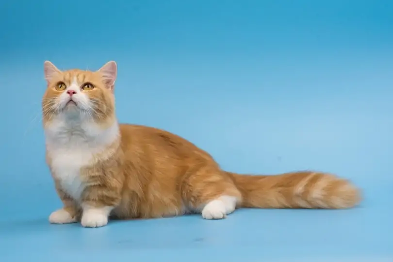 munchkin-cat-orange