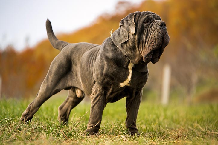Neapolitan Mastiff on lead standing in the grass outdoors.