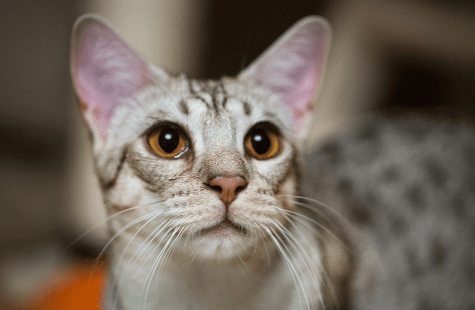 ocicat-cat-breed