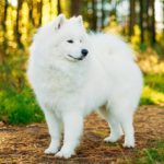 Samoyed in a forest