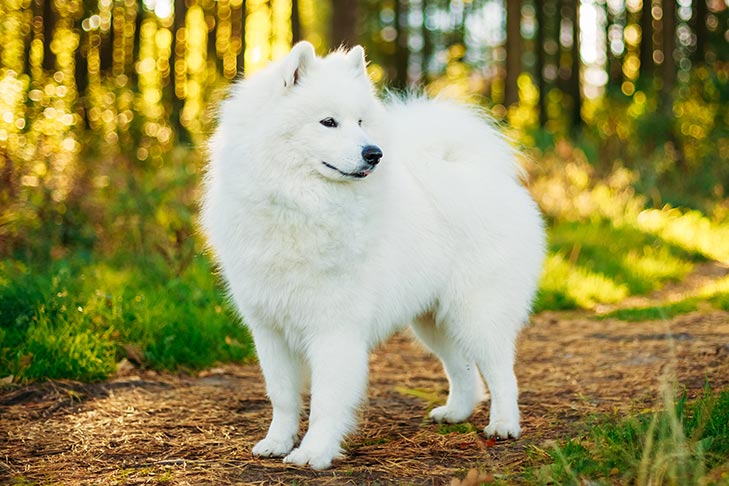 Samoyed in a forest