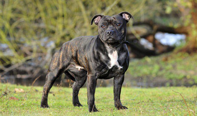 are staffordshire terriers good family dogs