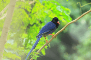 taiwan-blue-magpie