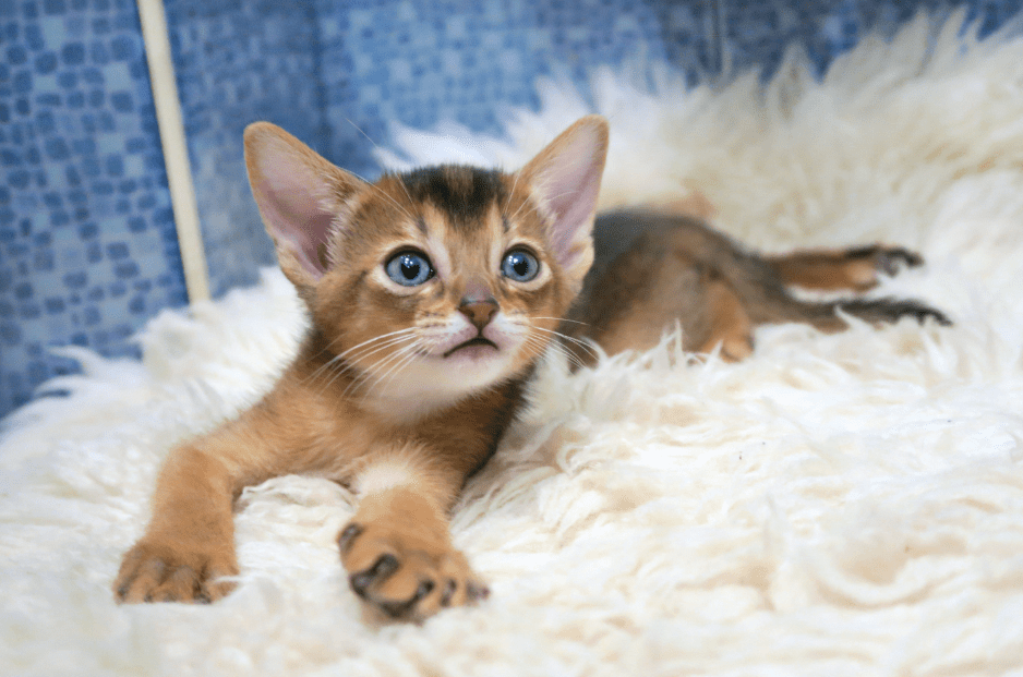 the-abyssinian