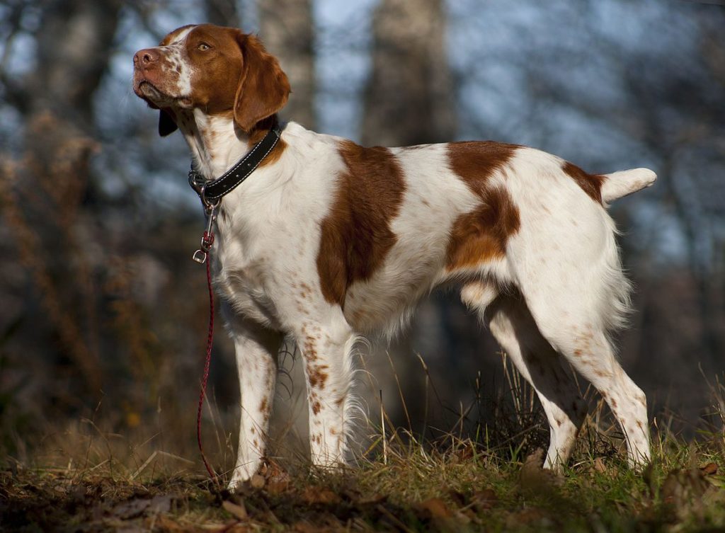 Brittany dog breed standing in woods