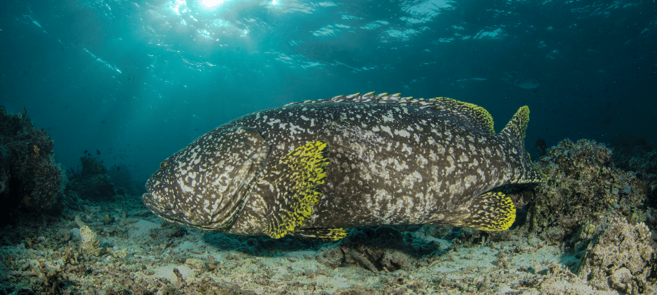 The Giant Grouper