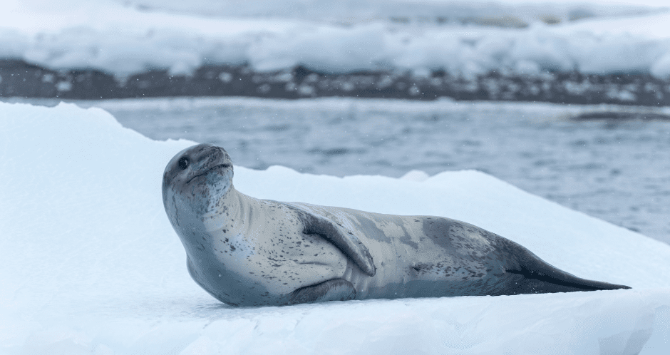 The Leopard Seal