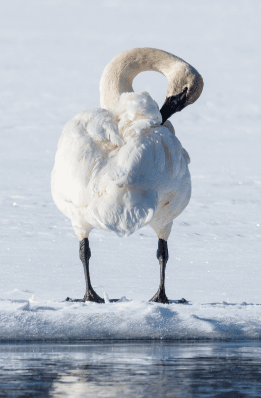 The Tundra Swan