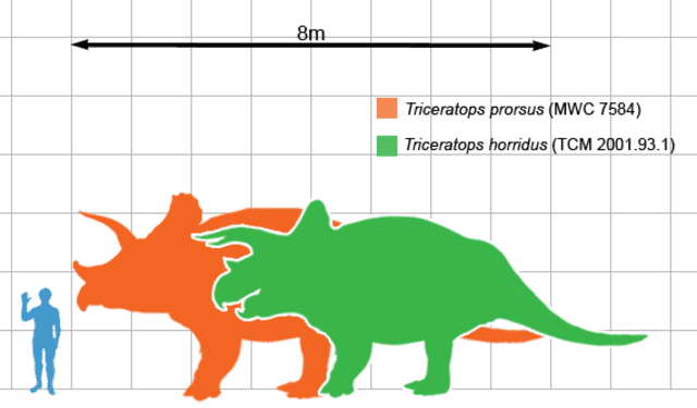 were triceratops herbivores