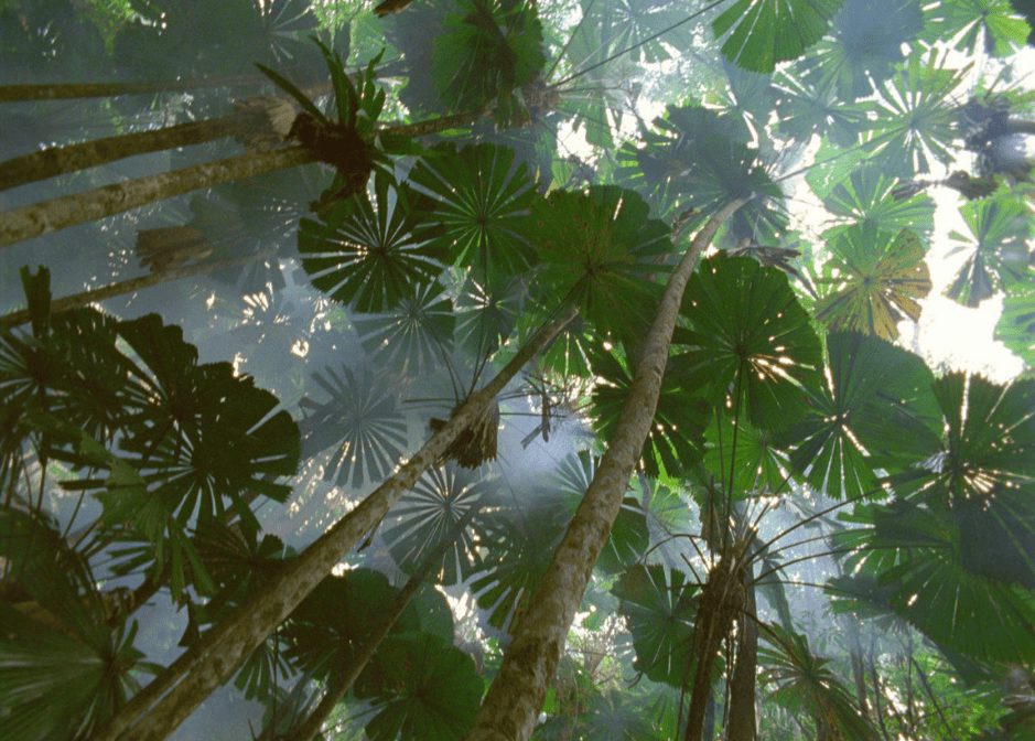 tropical rainforest biome plants