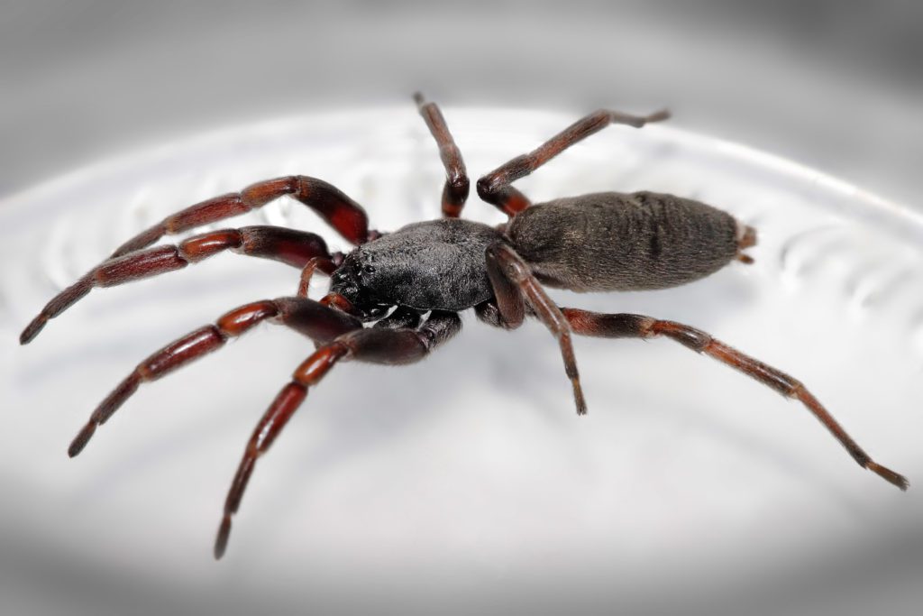 white_tailed_spider